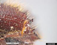 5462968