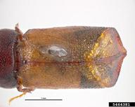 5464381