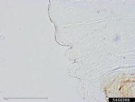 5466388