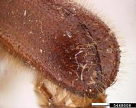 5468008