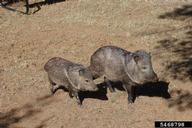 5468798