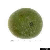 5470723