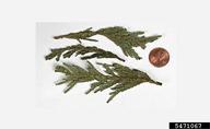 5471067
