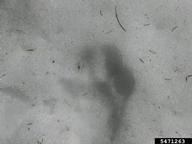 5471263