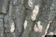 5471667