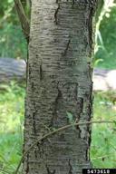 5473618