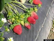 5473726