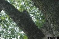 5473952