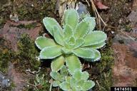 5474501