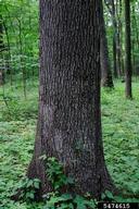 5474615