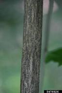5476626