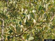 5478067