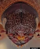 5478677