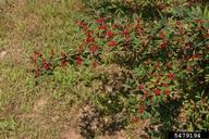 5479194