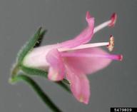 5479809