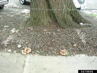 5479894
