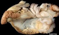 5480784