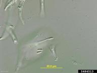 5484513