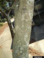 5484604
