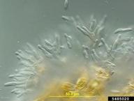 5485020