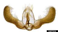 5487504