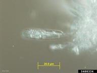 5488334