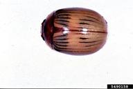 5490158