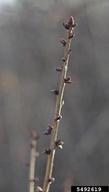 5492619
