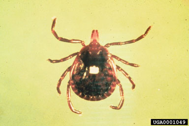 lone star tick, Amblyomma americanum  (Acari: Ixodidae) - 0001049