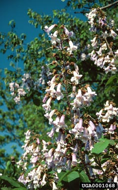 princesstree, Paulownia tomentosa  (Scrophulariales: Scrophulariaceae) - 0001068