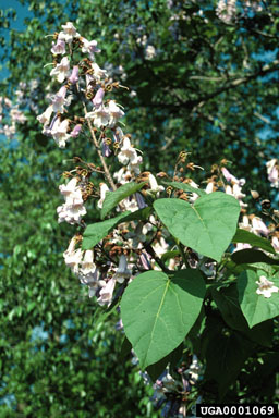 princesstree, Paulownia tomentosa  (Scrophulariales: Scrophulariaceae) - 0001069