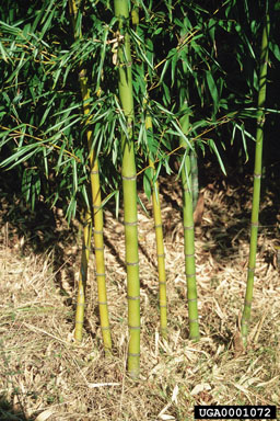 golden bamboo, Phyllostachys aurea  (Cyperales: Poaceae) - 0001072