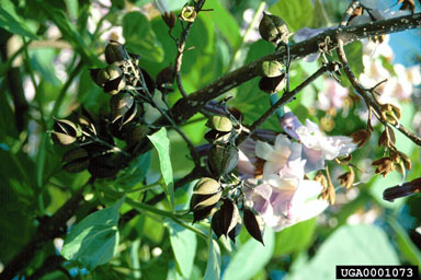 princesstree, Paulownia tomentosa  (Scrophulariales: Scrophulariaceae) - 0001073