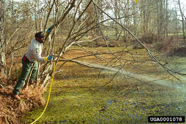 giant salvinia, Salvinia molesta  (Hydropteridales: Salviniaceae) - 0001078