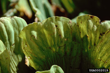 waterlettuce weevil (Neohydronomus affinis ) on waterlettuce (Pistia stratiotes ) - 0002019