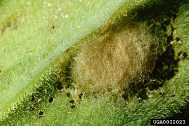 waterlettuce moth (Spodoptera pectinicornis ) on waterlettuce (Pistia stratiotes ) - 0002023