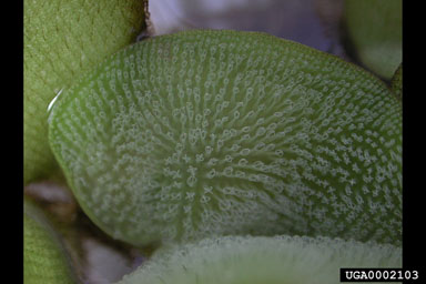 giant salvinia, Salvinia molesta  (Hydropteridales: Salviniaceae) - 0002103