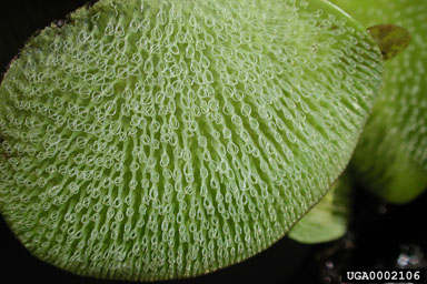 giant salvinia, Salvinia molesta  (Hydropteridales: Salviniaceae) - 0002106