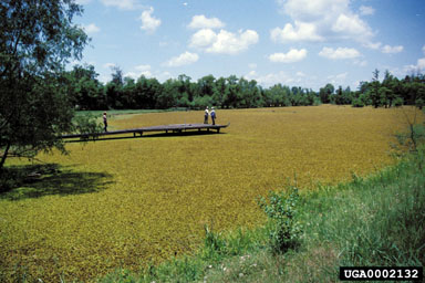 giant salvinia, Salvinia molesta  (Hydropteridales: Salviniaceae) - 0002132