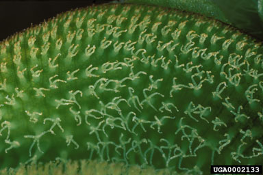 water fern, Salvinia minima  (Hydropteridales: Salviniaceae) - 0002133