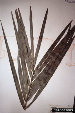 Senegal date palm, Phoenix reclinata  (Arecales: Arecaceae) - 0003003