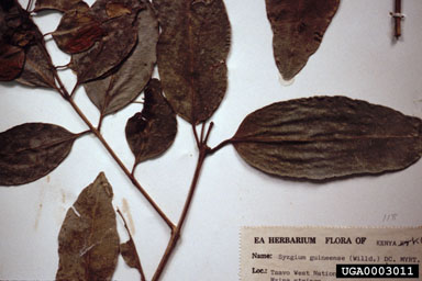 water pear, Syzygium guineense  (Myrtales: Myrtaceae) - 0003011