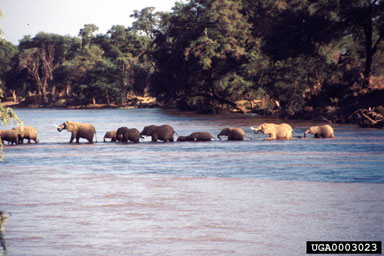 African Elephant, Loxodonta africana  (Proboscidea: Elephantidae) - 0003023