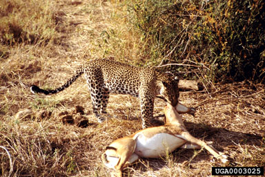 leopard, Panthera pardus  (Carnivora: Felidae) - 0003025
