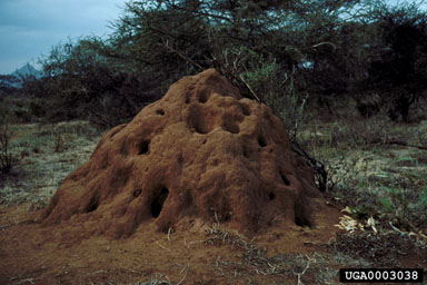 termites,    (Isoptera: ) - 0003038