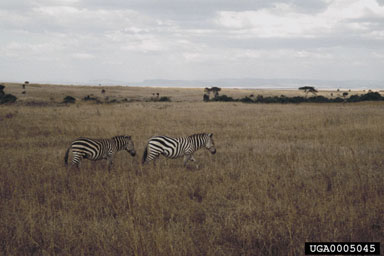 Plains zebra, Equus burchellii  (Perissodactyla: Equidae) - 0005045