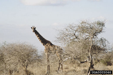 giraffe, Giraffa camelopardalis  (Artiodactyla: Giraffidae) - 0005046