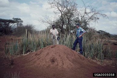 termites,    (Isoptera: ) - 0005058