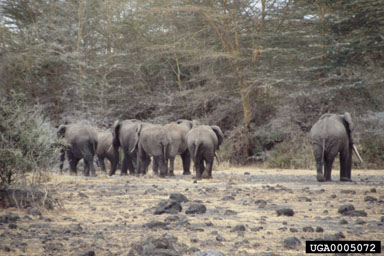 African Elephant, Loxodonta africana  (Proboscidea: Elephantidae) - 0005072
