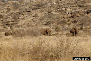 African Elephant, Loxodonta africana  (Proboscidea: Elephantidae) - 0005103